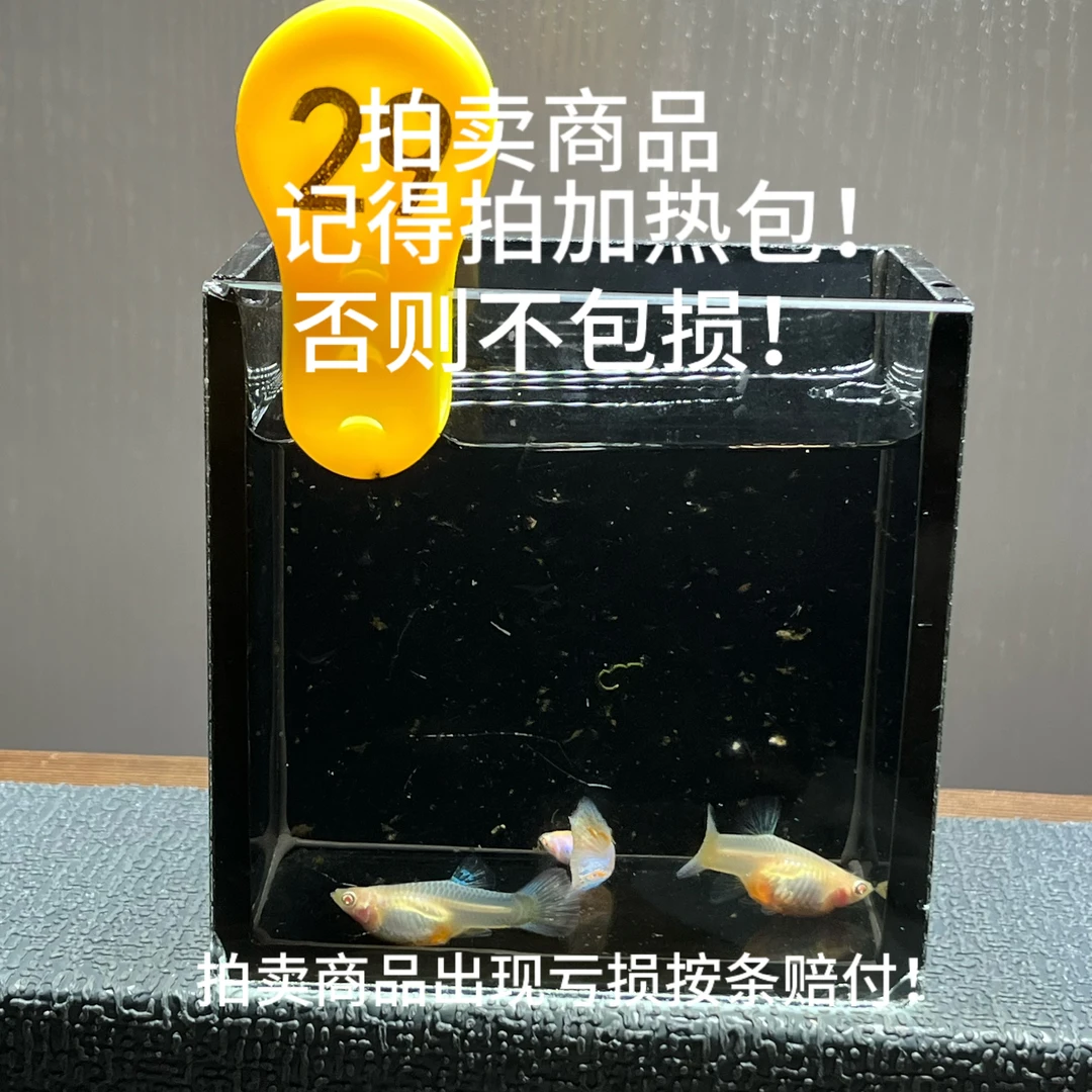 新加蓝草尾白子一公两母编号29