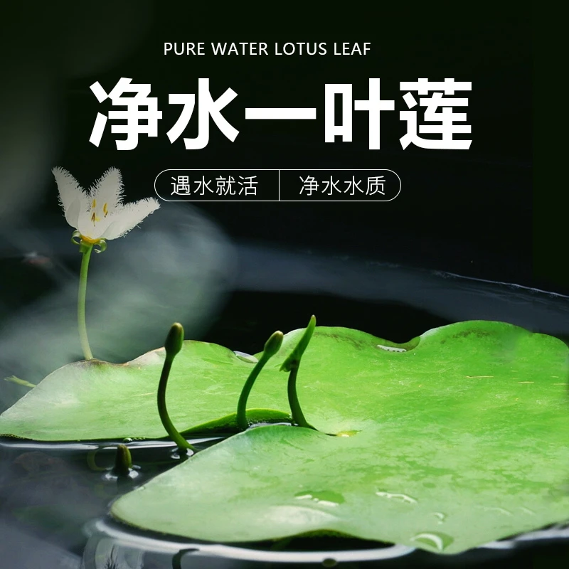 一叶莲碗莲水培植物室内四季常青花卉多年生净化水质除甲醛水莲花