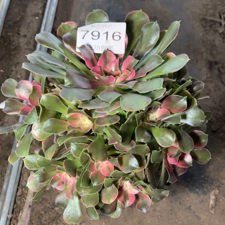 7916香妃的人多肉的