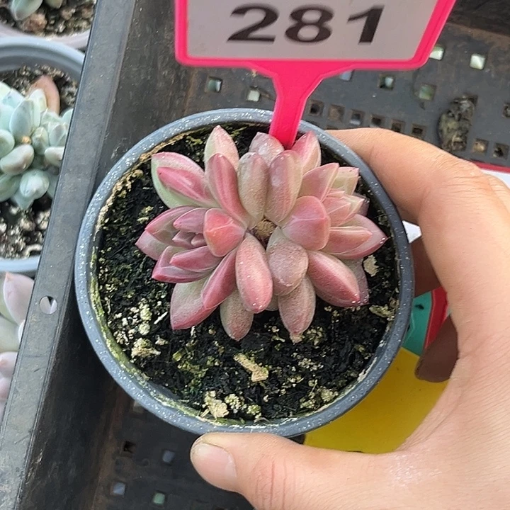 多肉植物迷雾泡泡281