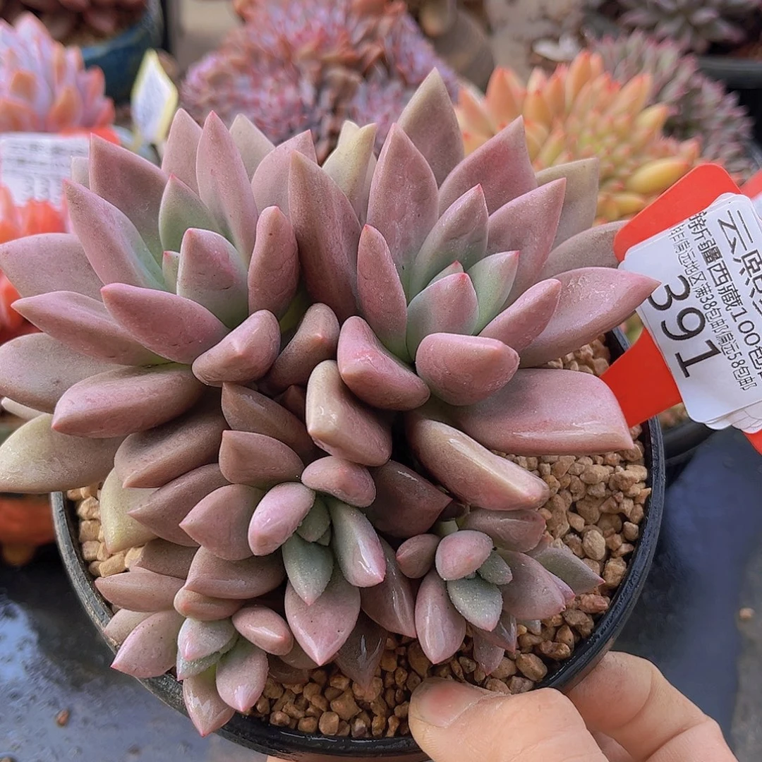 391桃花源多肉植物