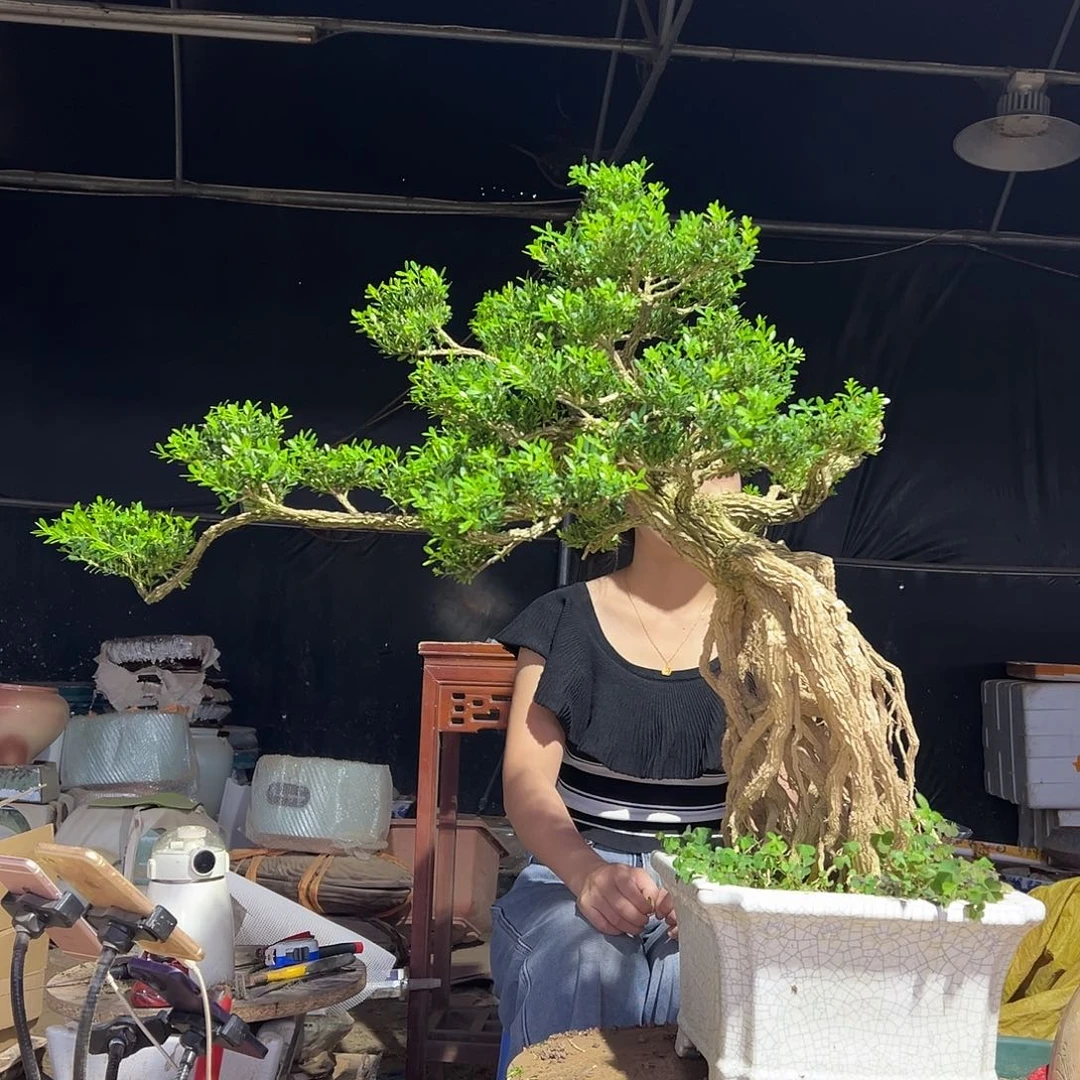 完全开放黄杨盆景