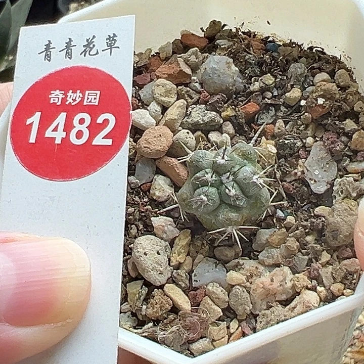 实生上蜡龙爪球一棵