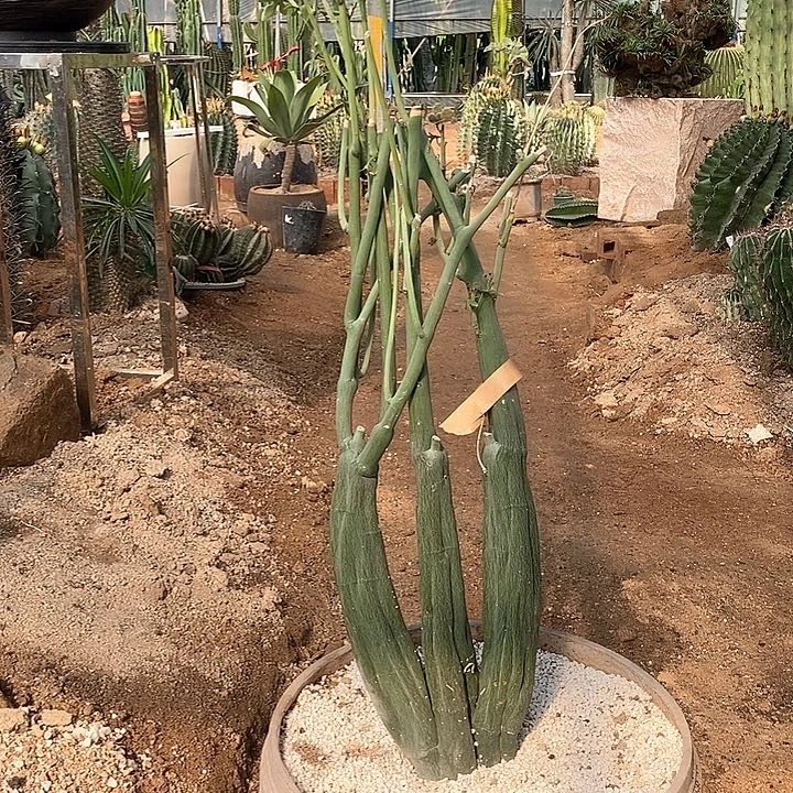 ?*阳1号 毒腺蔓。