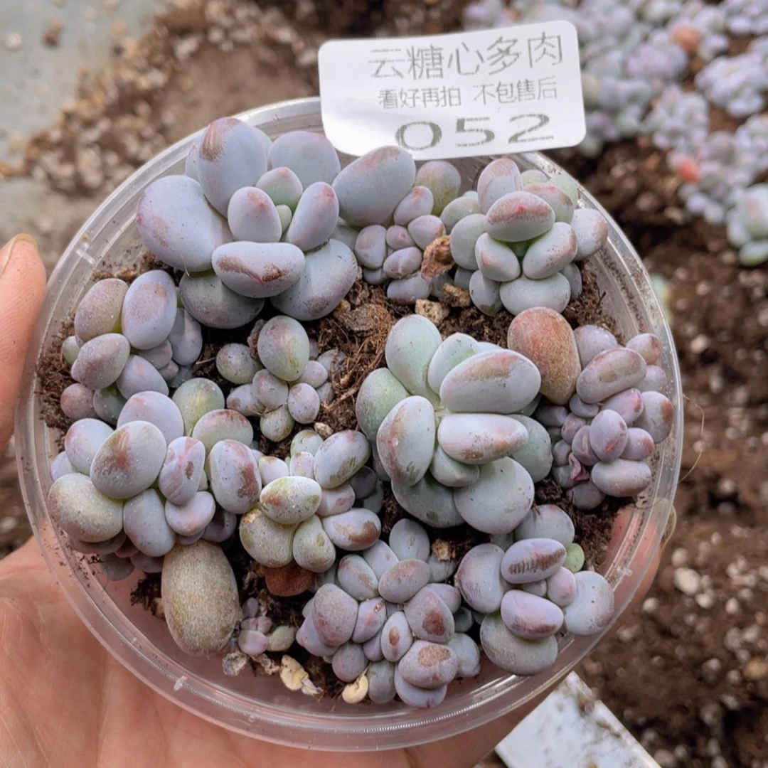 云糖心多肉植物52