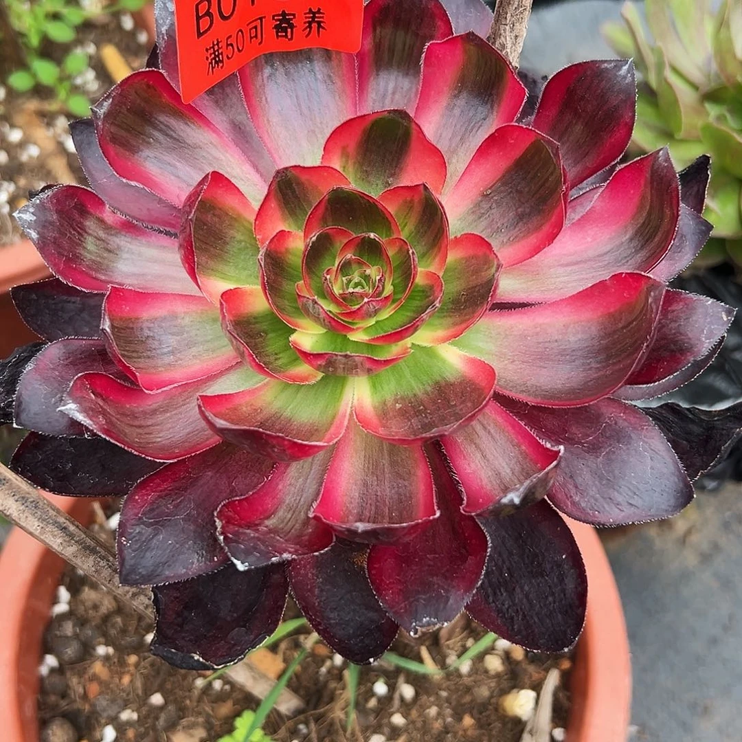 巫毒白多肉植物0131