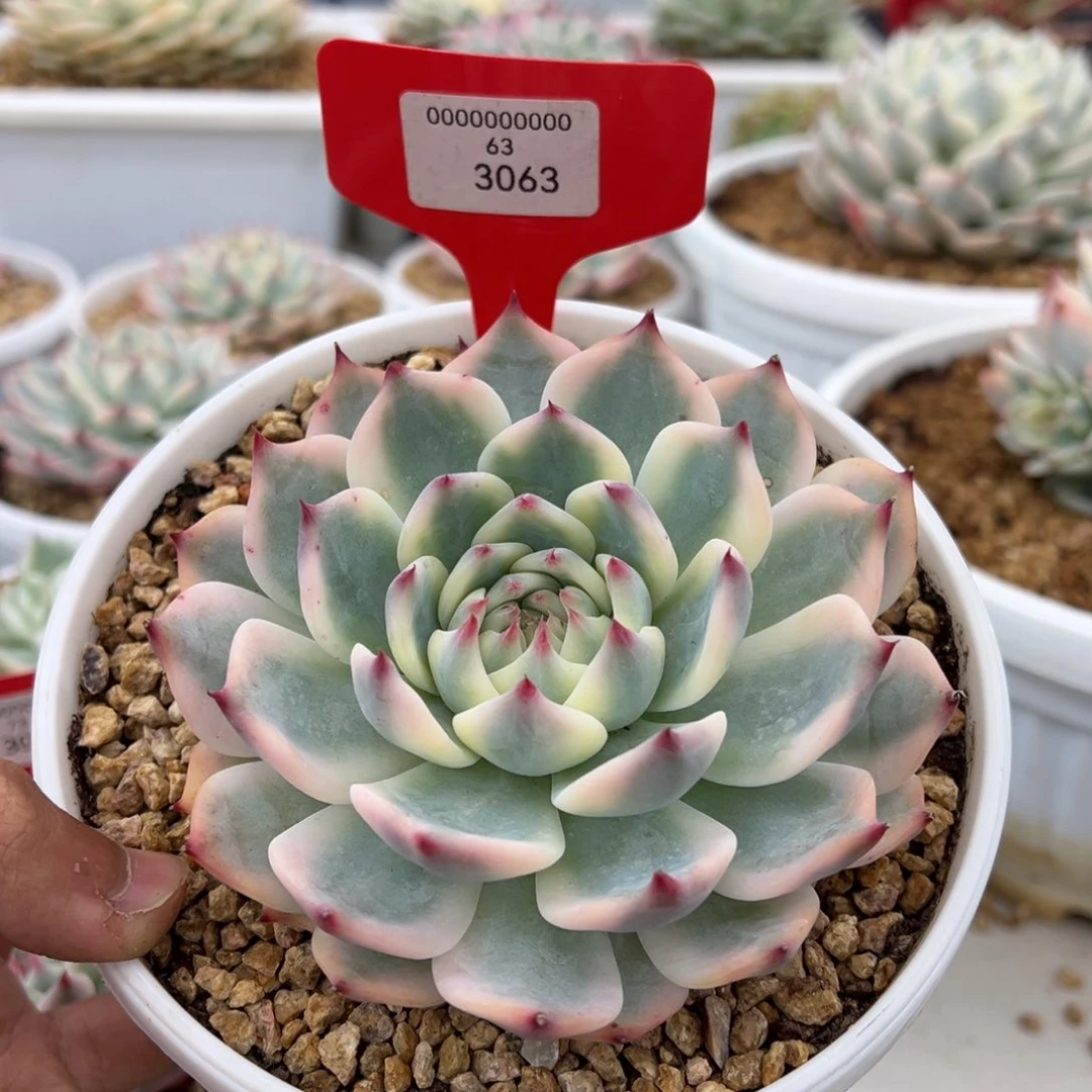 3063号吉娃娃锦多肉