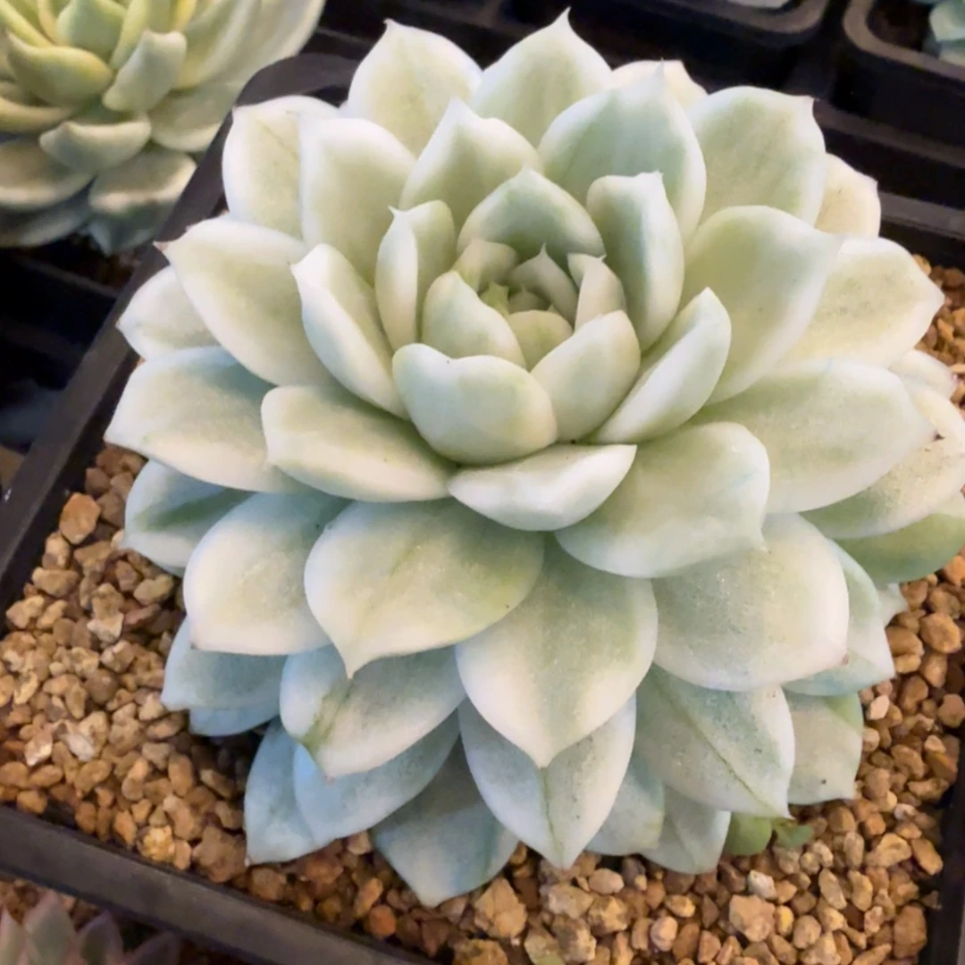 超白麦秆 安吉园艺锦