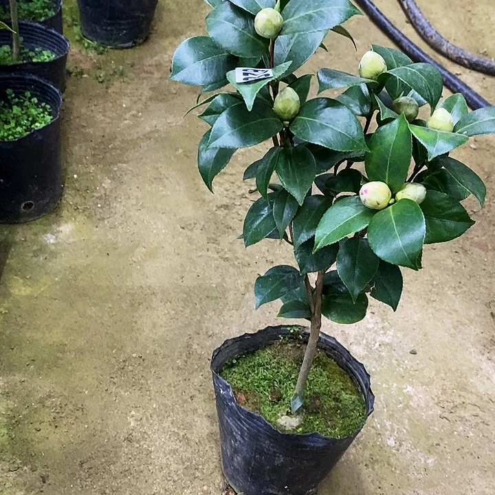 双色十八。 茶花。   628。