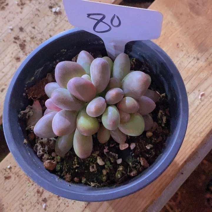 在家里面吃饭的吗