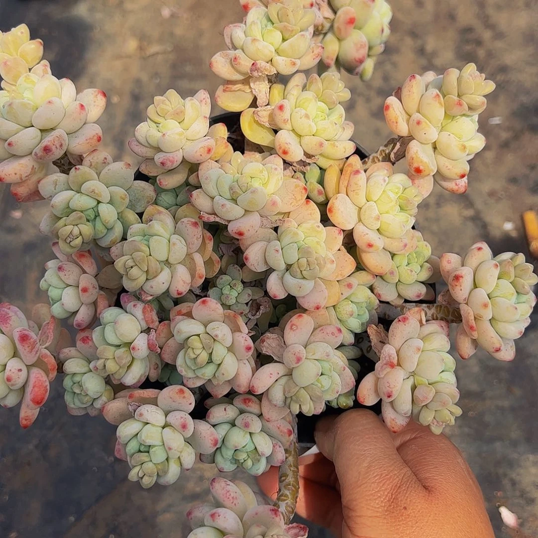 劳尔整妆大盆群160杯