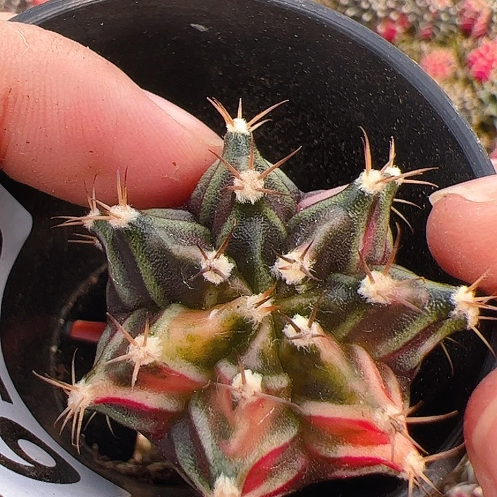 当前无花栽培后可以开花698