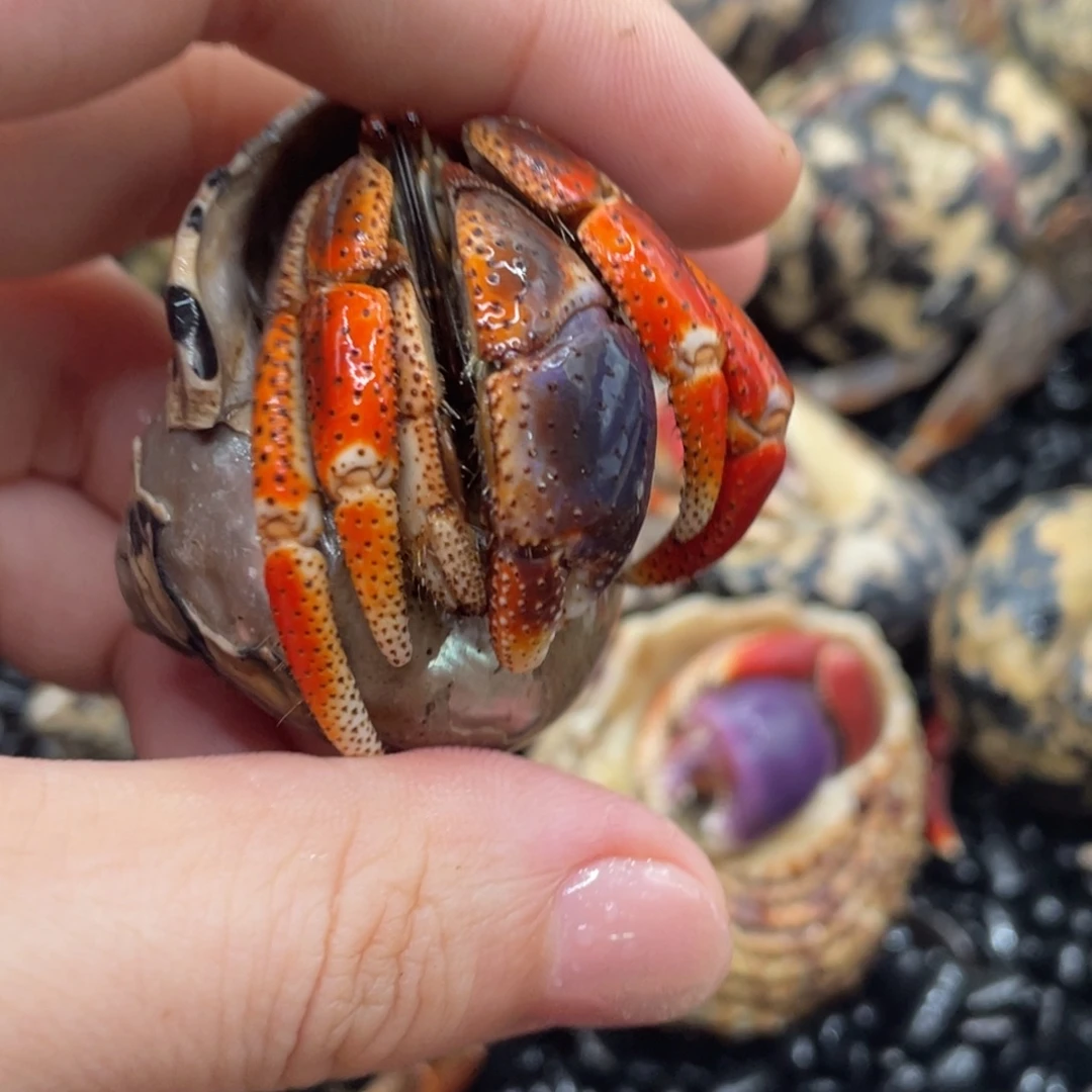 漂亮红腿西伯利斯2.3