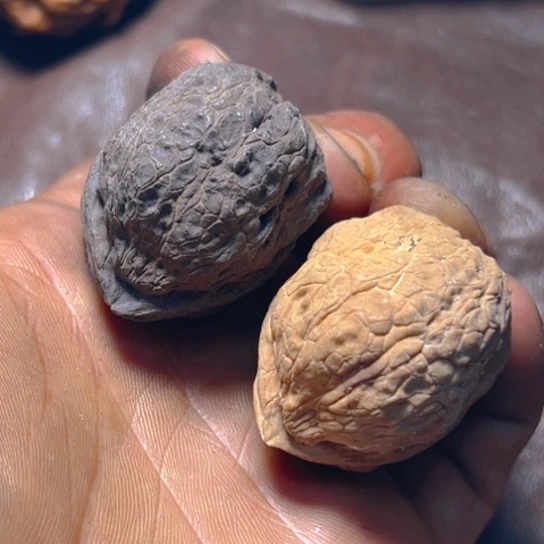 把件文玩核桃卡38箭毒蛙41号