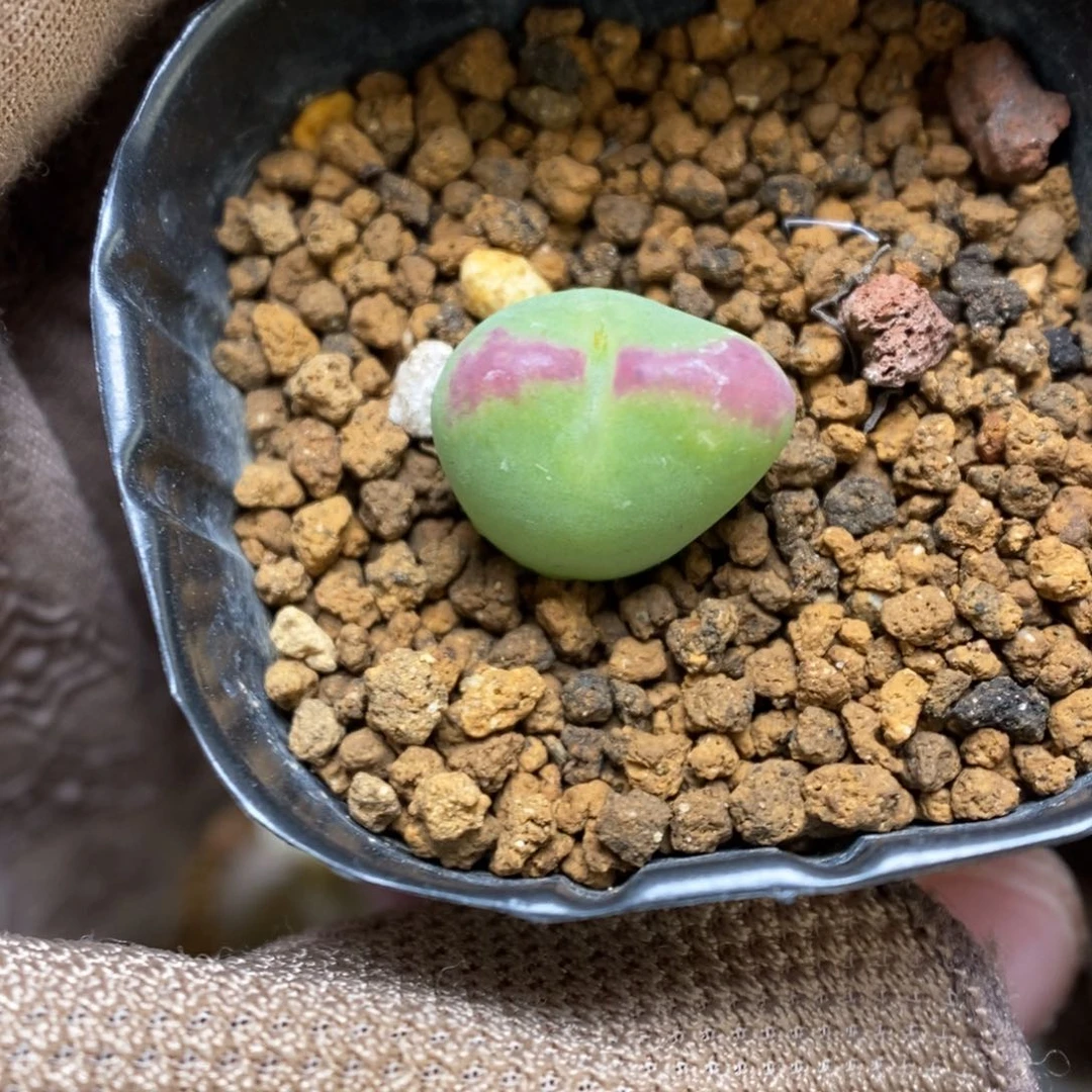 多肉植物肉锥杂交K-3530 将桃 爆炸纹
