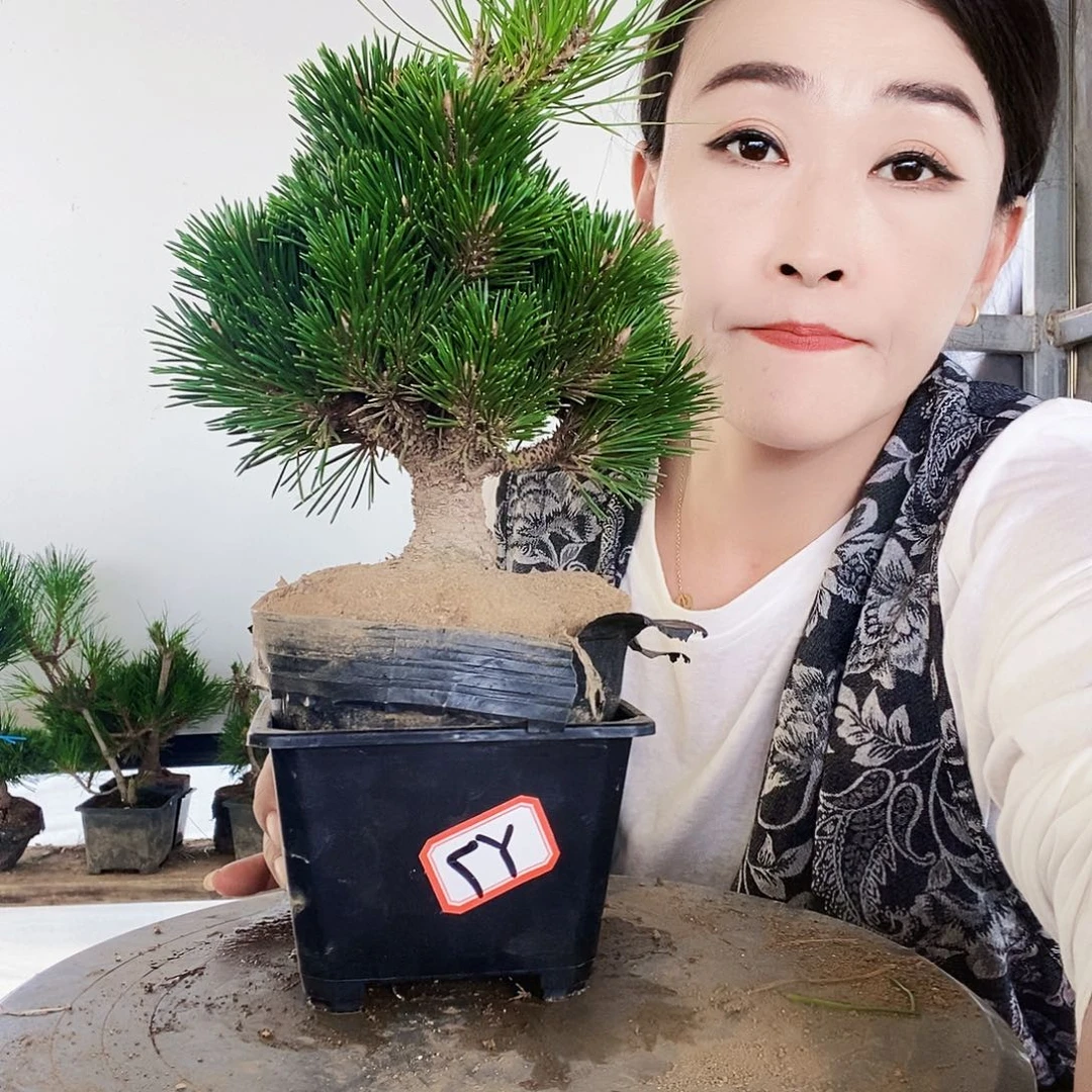 无花朵植物形态多年生草本