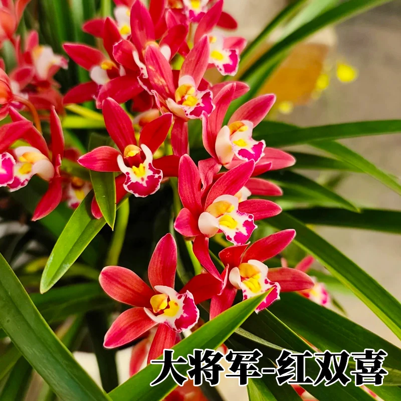 4花剑以上【红双喜】大花惠兰浓香兰花 大红色年宵花 带花苞