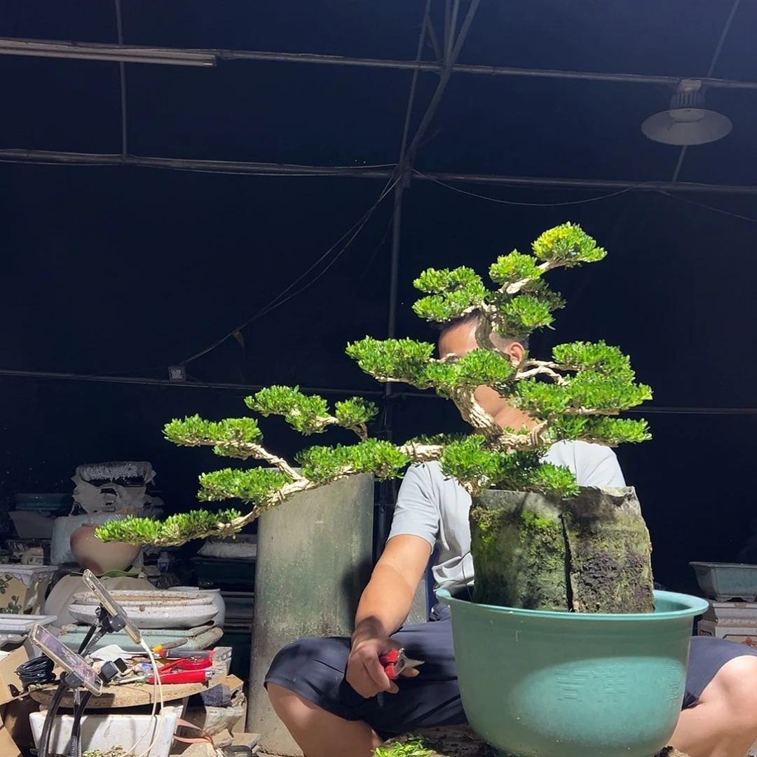 无花朵广东雀舌黄杨盆景