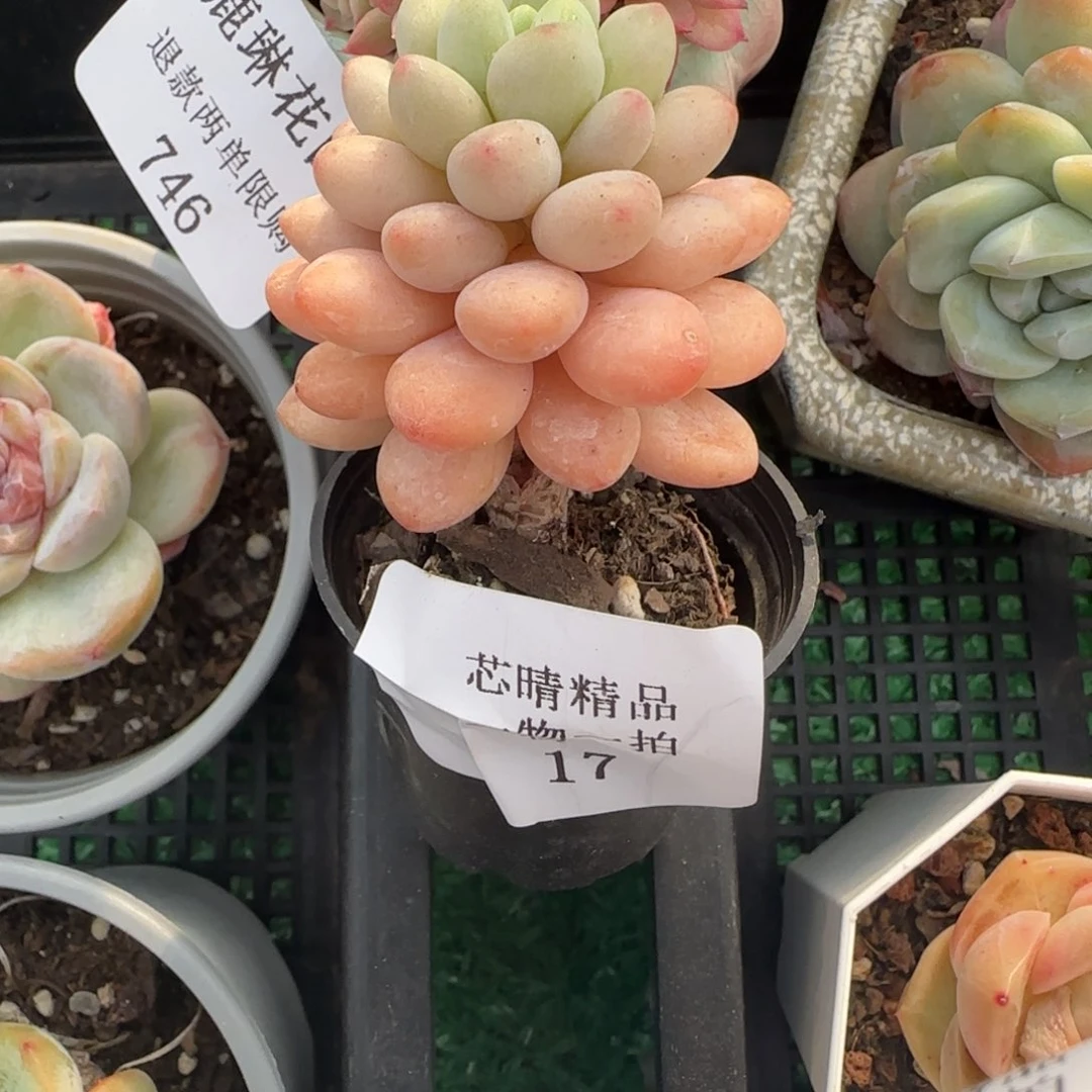 闪购精品多肉17号