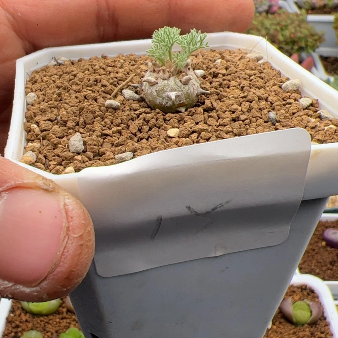 3.3白皮多肉植物15