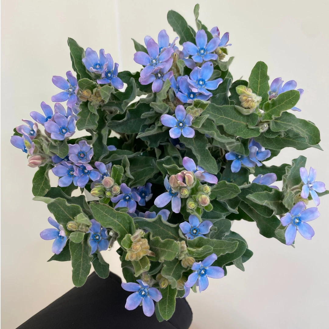 【蓝星花】云南直发鲜切花百搭花材瓶插任意两件包邮送货上门