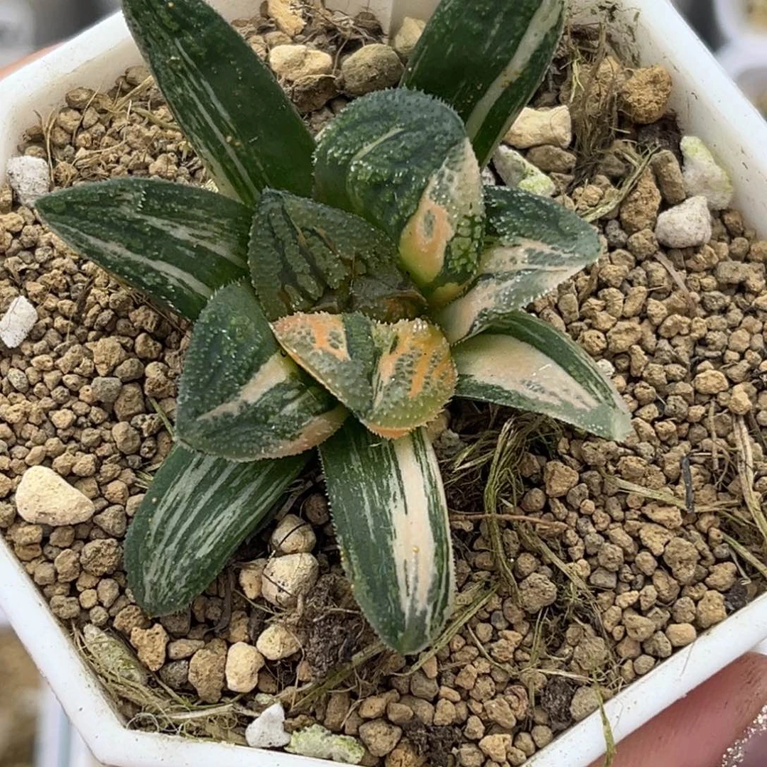 33毛蟹锦十二卷多肉