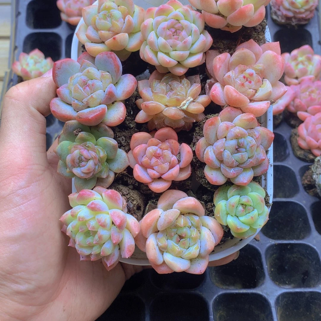 我要去看你了啊你071