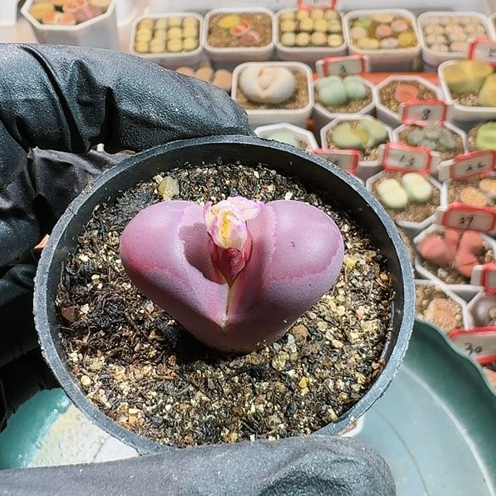 永***恋生石花111111111。    156