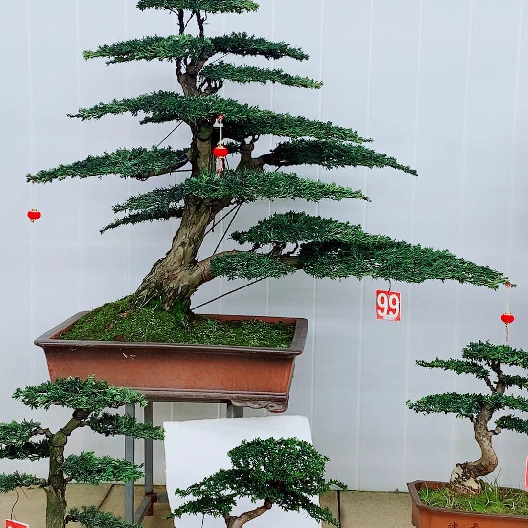 绿植盆栽一物一拍