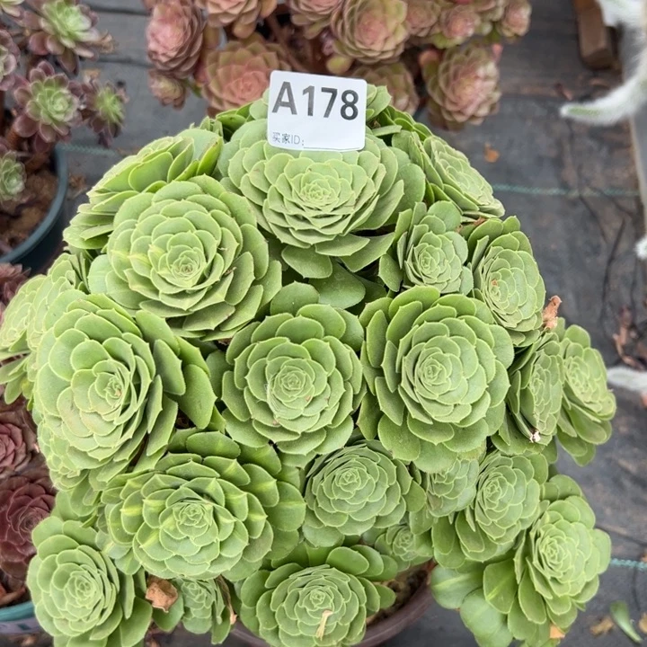 178绿羊绒30厘米左右