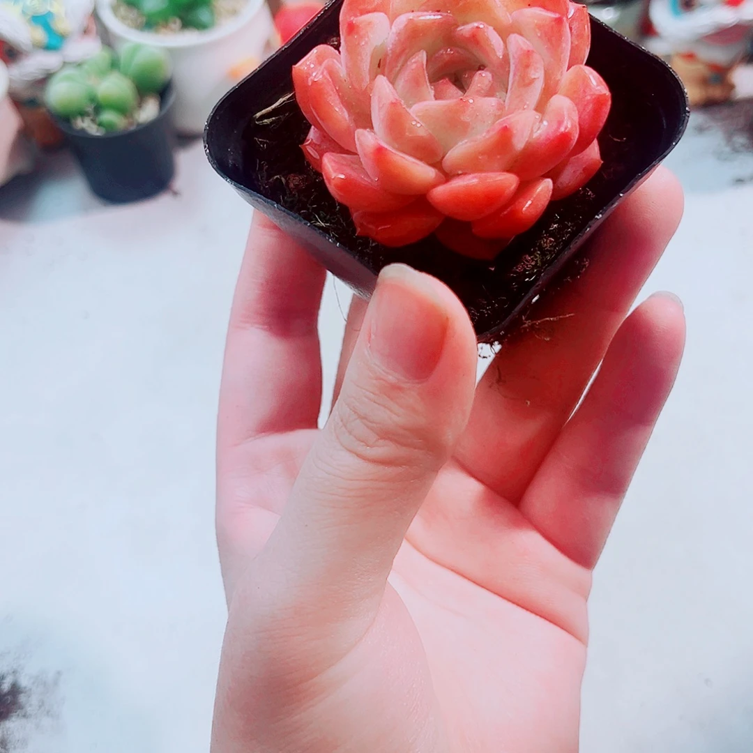 草莓纯爱多肉植物