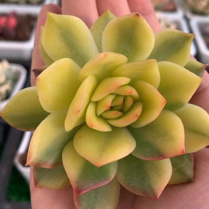 保利安娜锦，锦哥多肉