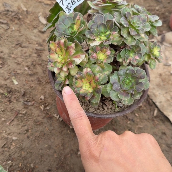 7396二号棚海王七彩A