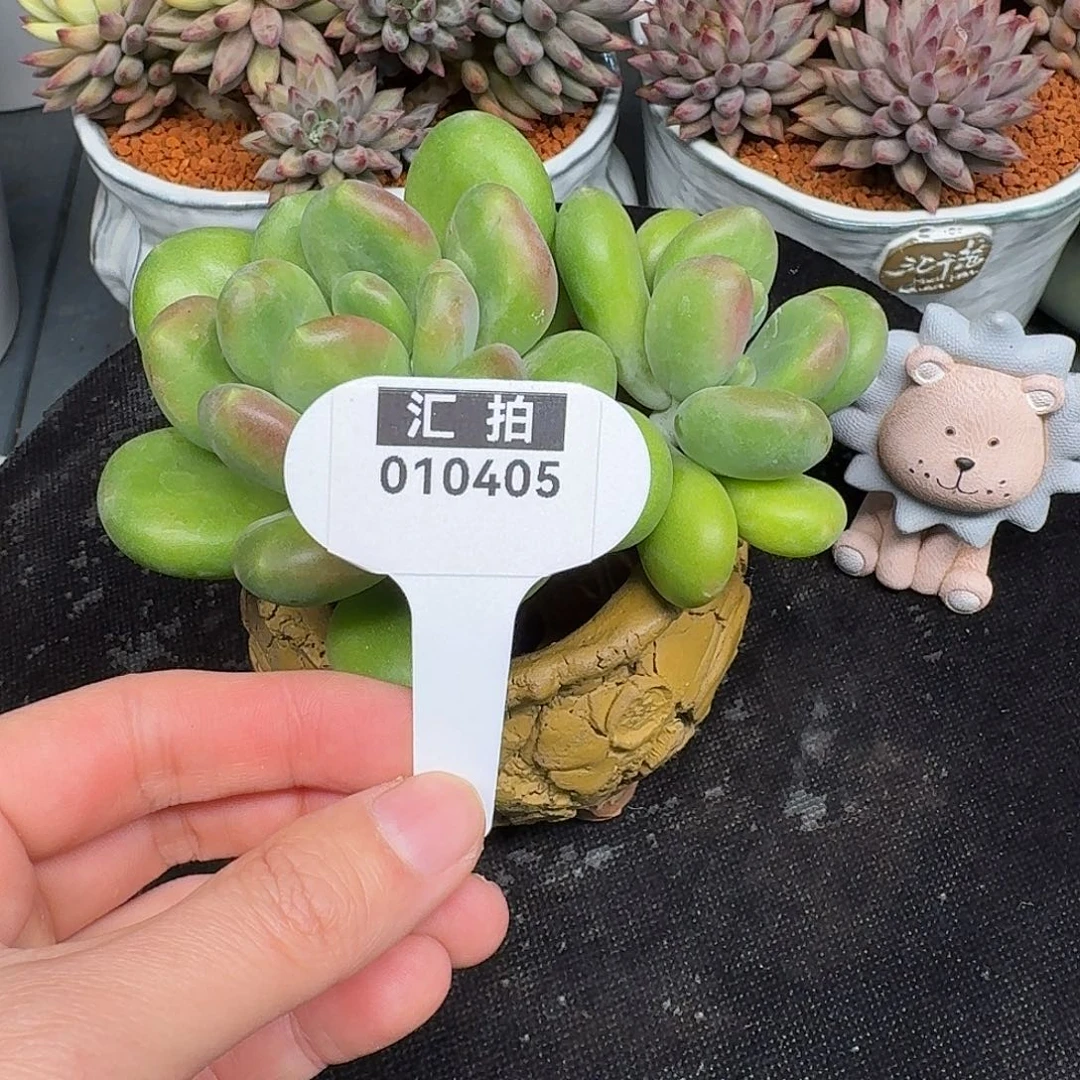 精品多肉植物010405