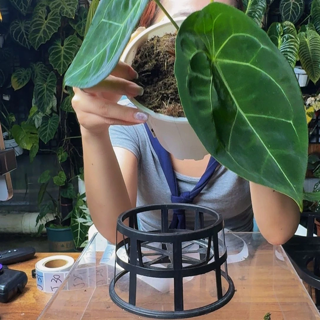 阿***牛完全开放一物一拍J21