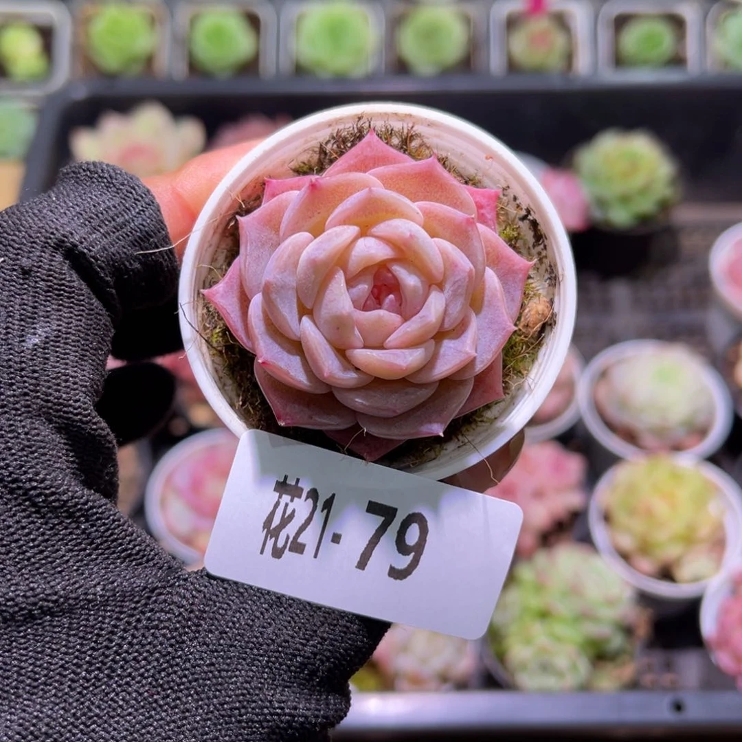 花21+79纯爱单头