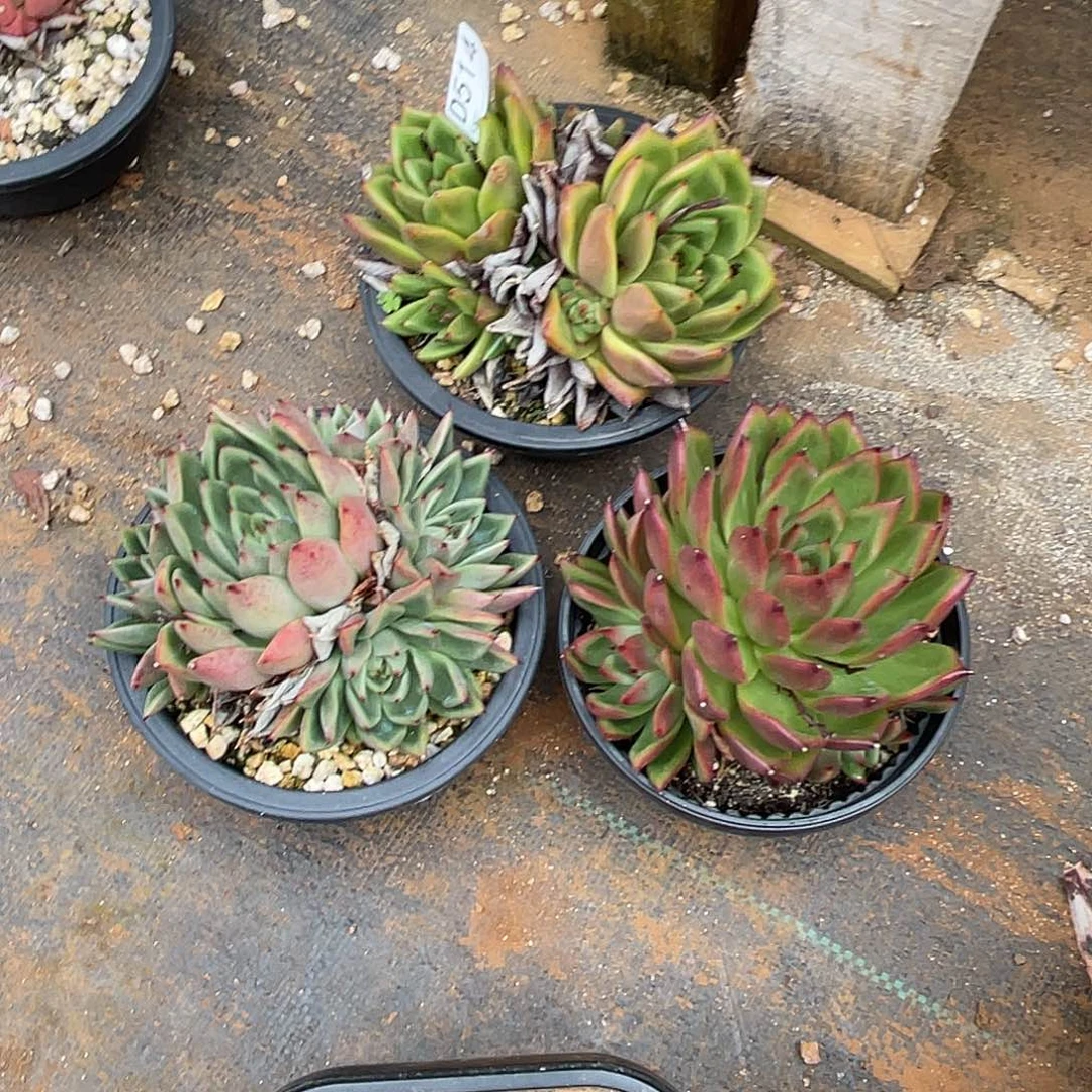 若如东云组拍D514