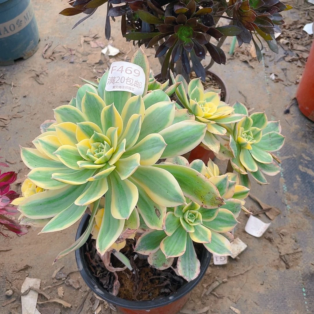 469灿烂多肉小损不包