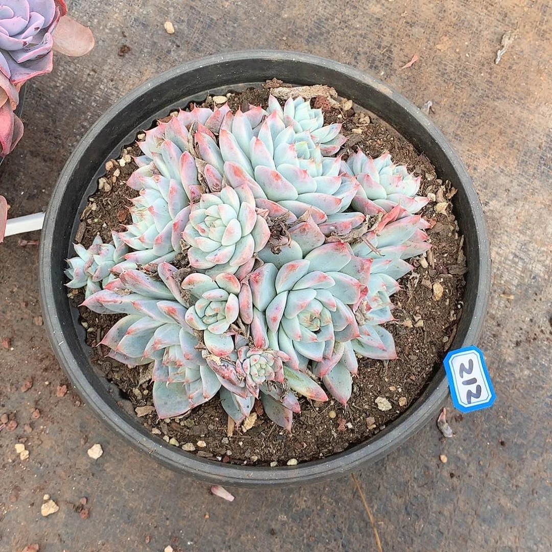 212阿尔巴 一物一拍多肉