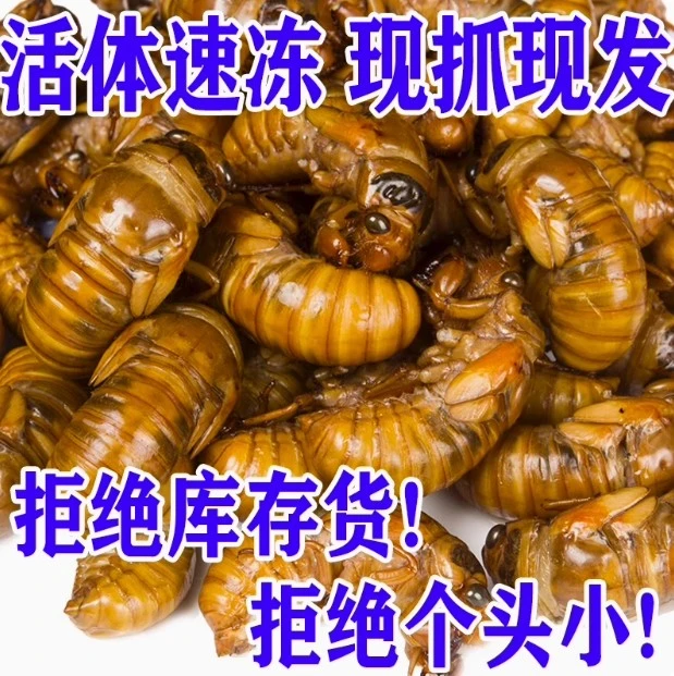 超大个正品野生知了猴金蝉新鲜知了龟活体速冻非即食爬叉猴结了龟