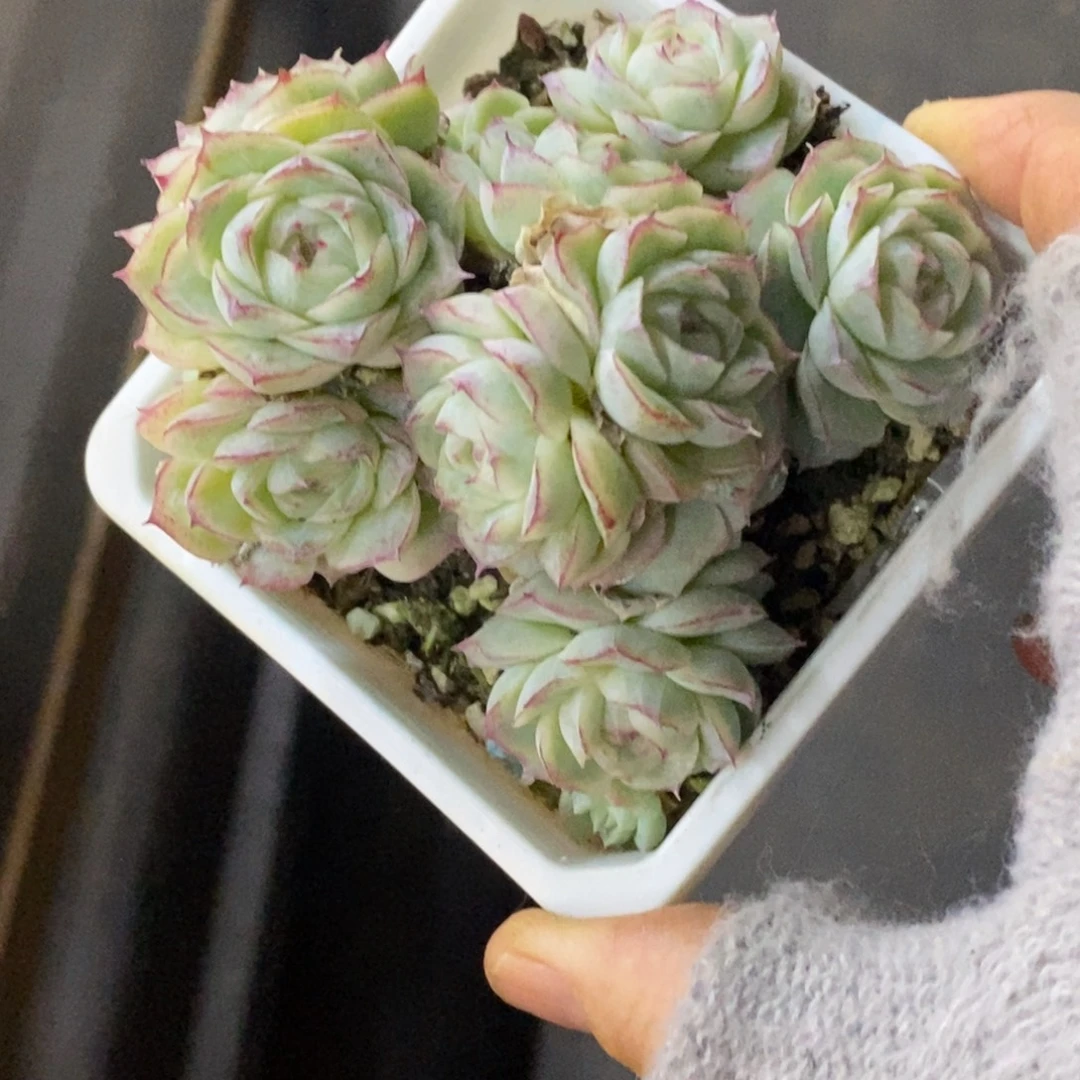 精品多肉一物一拍不包整55