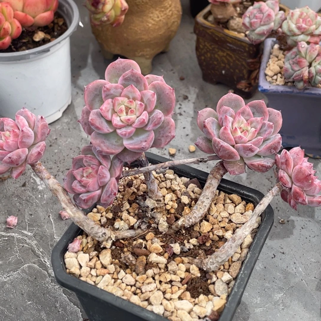 糖心霞光飘枝群生