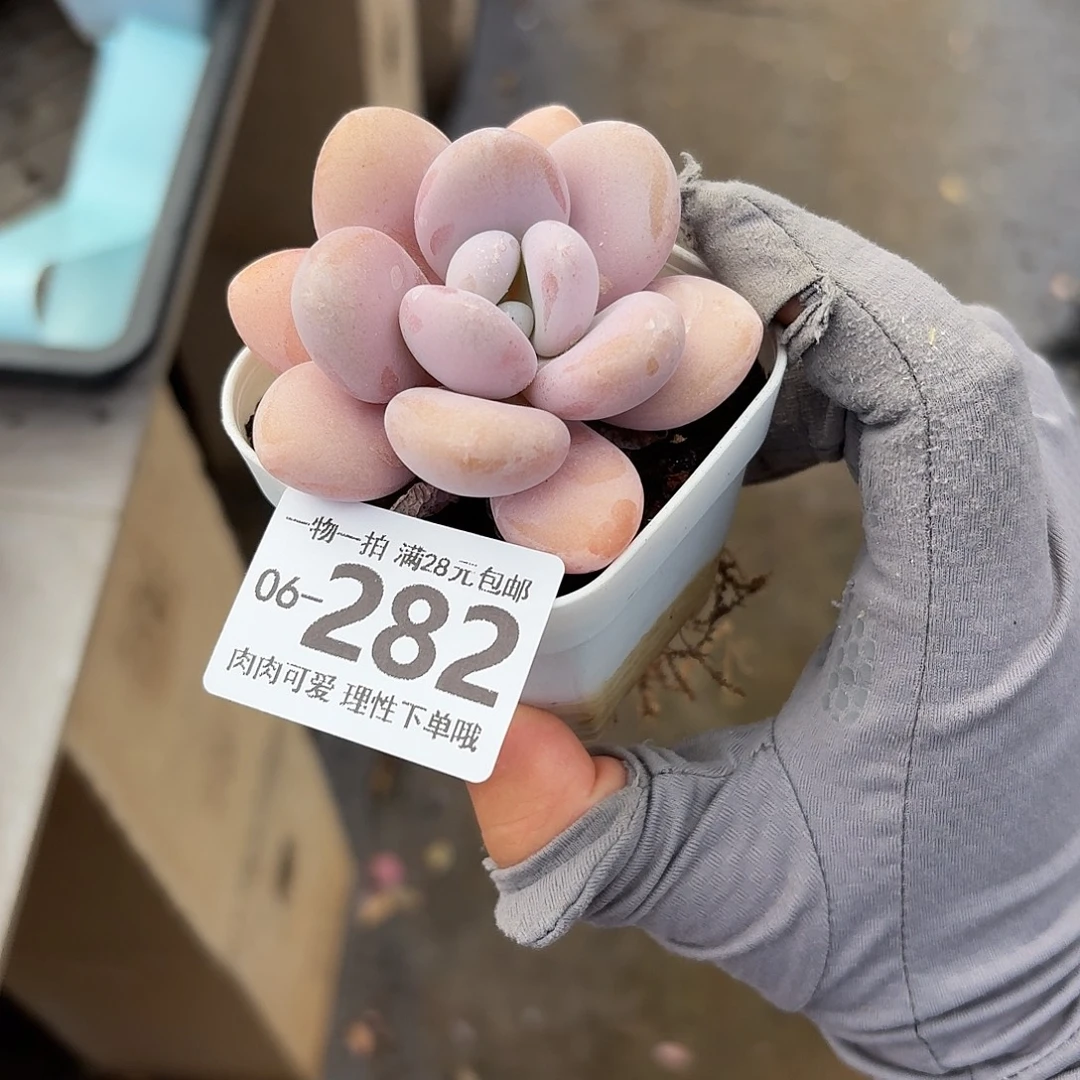 粉兔无盆土发货无盆土发货无