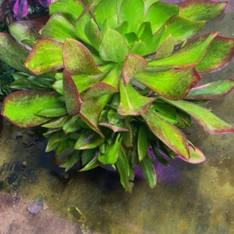 魅影七彩拉丝多肉植物1836