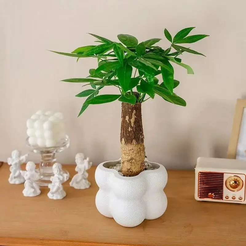 【发财树】室内绿植吸甲醛净化空气桌面盆栽四季常青好养懒人植物