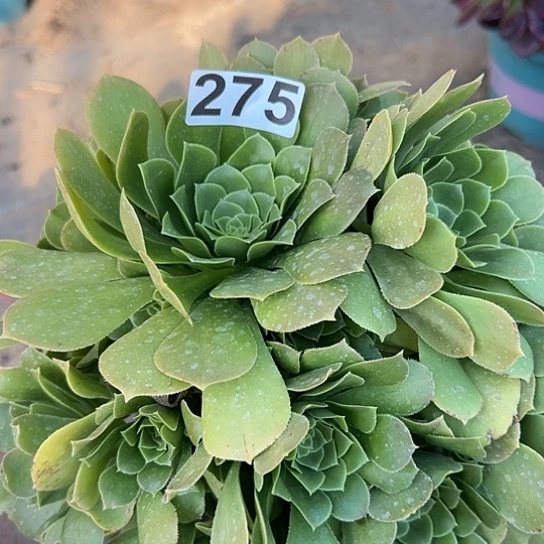 心**成多肉植物一个法师