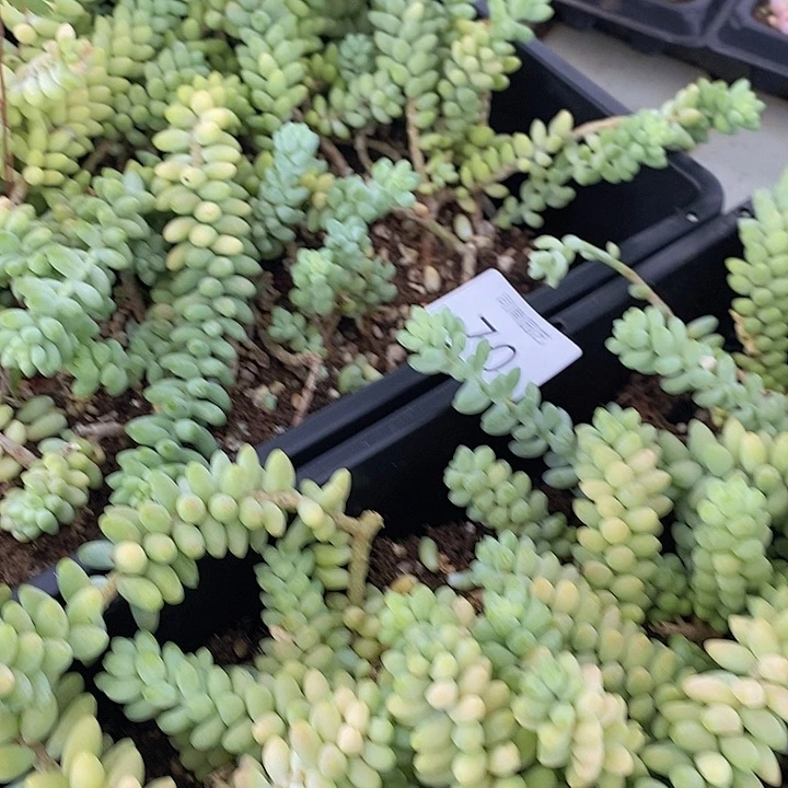 70 多肉植物盆栽花卉
