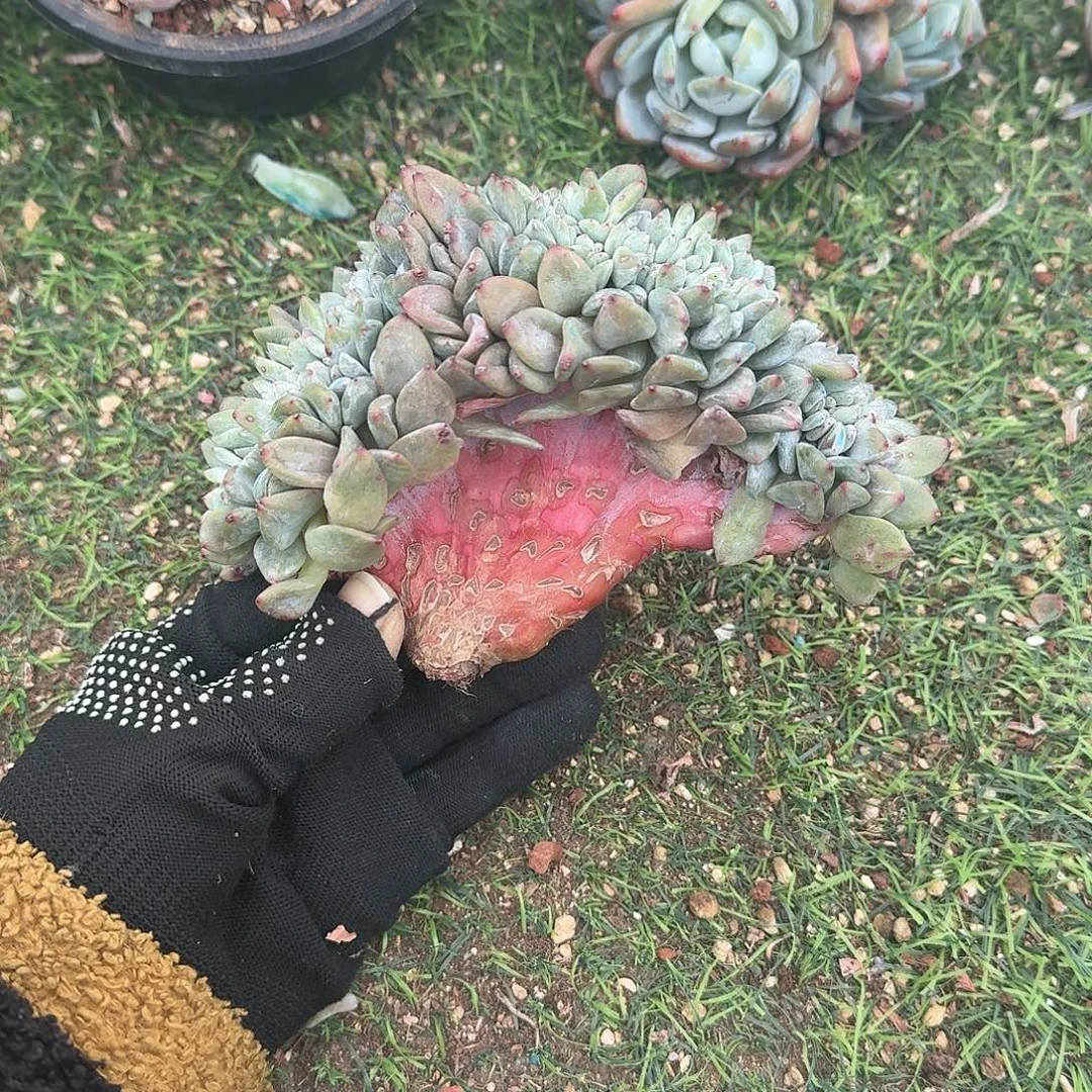 星影缀化v板子的呀