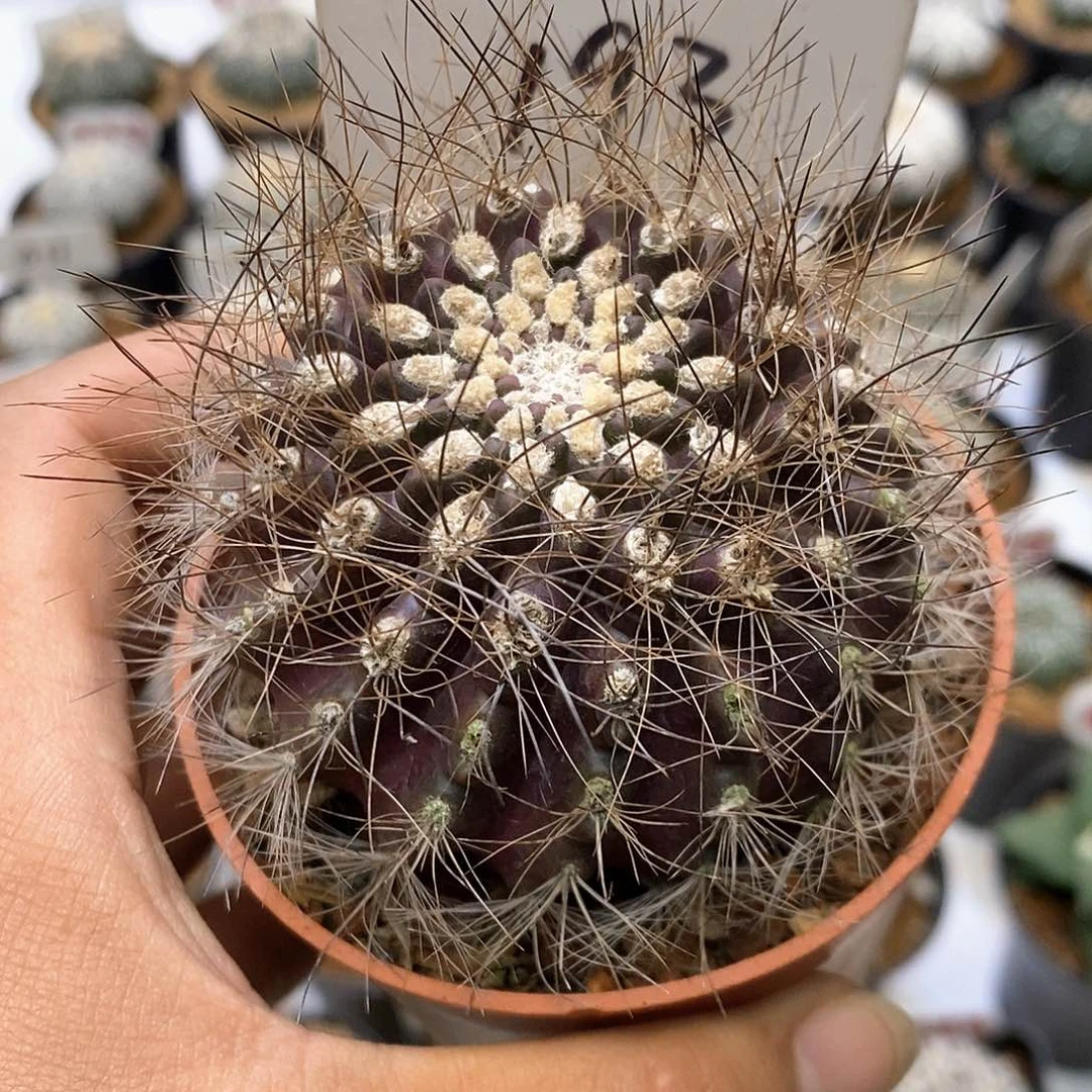 193特价咯福利特价来了