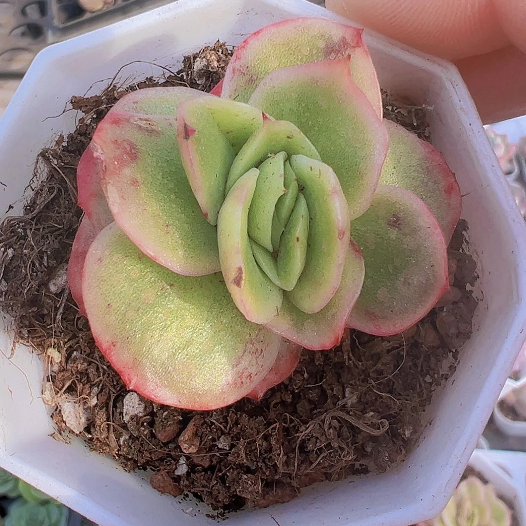 单头冰玫瑰锦19包邮多肉